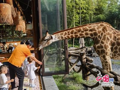 高舜禮 農(nóng)文旅商融合能否“擰成一股繩”？中西餐飲融合的啟示